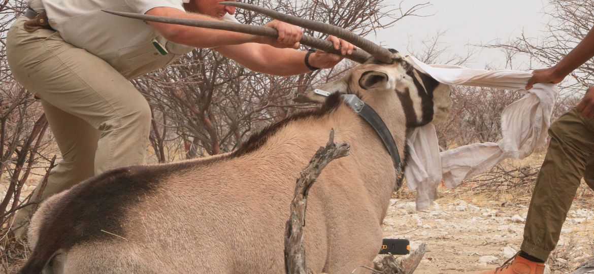 Gemsbok capture