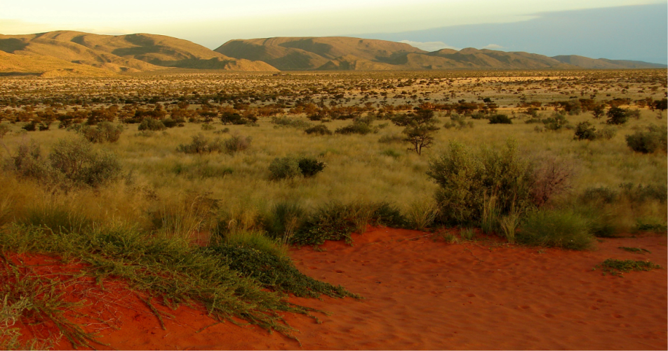 The Long Run AGM at Tswalu