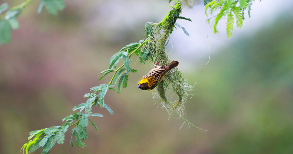 Harmony with Nature